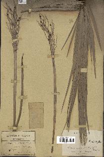 spécimen de Phoenix reclinata