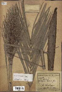 spécimen de Phoenix reclinata