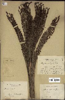 spécimen de Phoenix reclinata