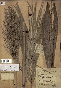 spécimen de Phoenix reclinata