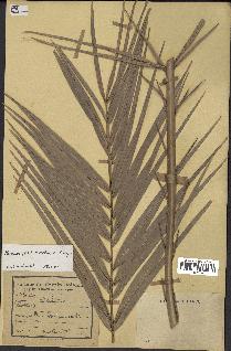 spécimen de Phoenix reclinata