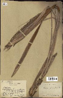 spécimen de Ravenea glauca