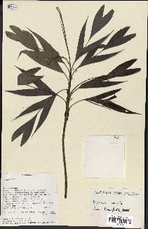 spécimen de Dypsis spicata