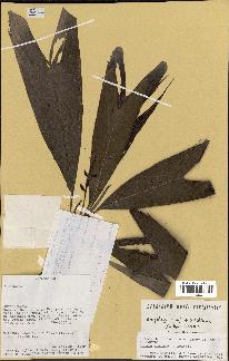 spécimen de Dypsis spicata