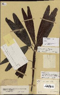spécimen de Dypsis spicata