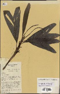 spécimen de Dypsis spicata