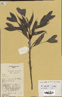 spécimen de Dypsis spicata