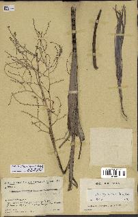 spécimen de Dypsis scottiana