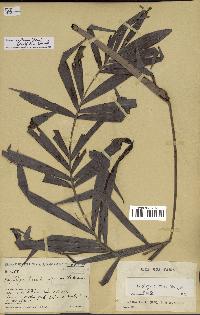 spécimen de Dypsis scottiana