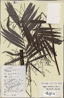 spécimen de Dypsis scottiana