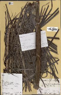 spécimen de Dypsis scottiana