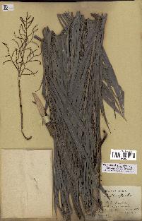 spécimen de Dypsis scottiana