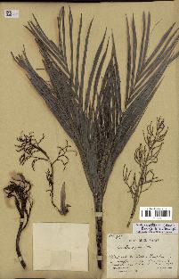 spécimen de Dypsis scottiana