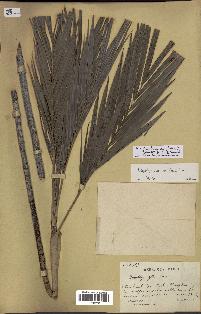 spécimen de Dypsis scottiana