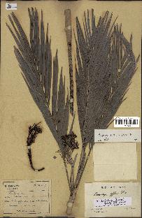 spécimen de Dypsis scottiana