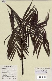 spécimen de Dypsis scottiana