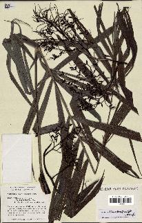 spécimen de Dypsis scottiana