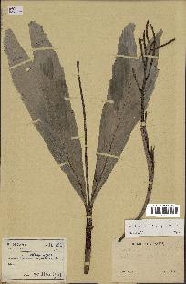 spécimen de Dypsis schatzii