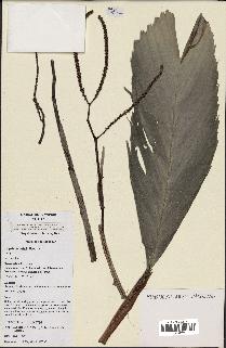 spécimen de Dypsis schatzii