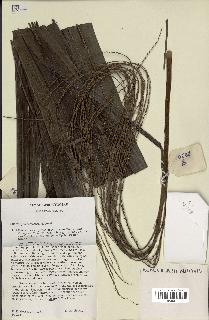 spécimen de Clinostigma samoense
