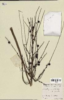 spécimen de Clinostigma samoense