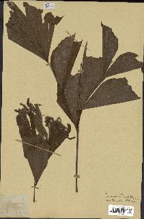 spécimen de Caryota mitis