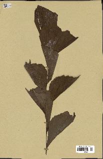 spécimen de Caryota mitis