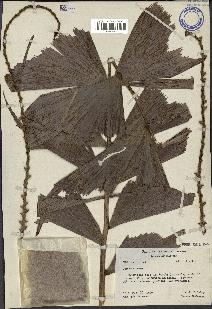 spécimen de Caryota urens