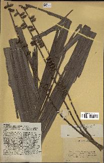 spécimen de indet.