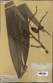 spécimen de Veitchia sp.