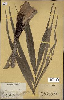 spécimen de Veitchia sp.