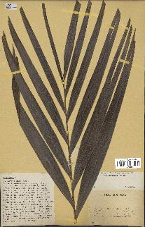 spécimen de Veitchia sp.