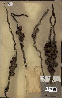 spécimen de Cocos nucifera