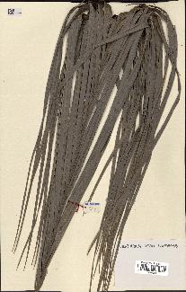 spécimen de Clinostigma sp.