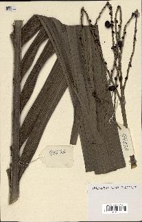 spécimen de Clinostigma sp.
