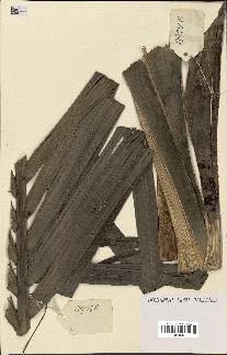spécimen de Clinostigma sp.