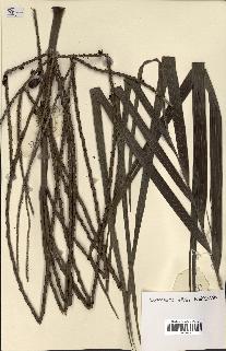 spécimen de Clinostigma sp.