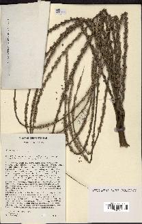 spécimen de Clinostigma sp.