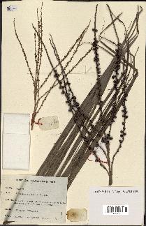 spécimen de Clinostigma harlandii