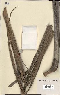 spécimen de Veitchia sp.
