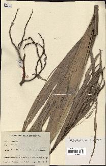 spécimen de Veitchia sp.