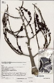spécimen de Dypsis tsaravoasira