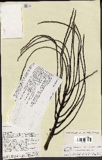 spécimen de Dypsis tsaravoasira