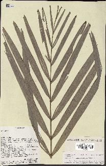 spécimen de Dypsis tsaravoasira