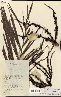 spécimen de Dypsis tsaravoasira