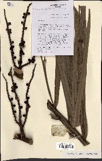 spécimen de Dypsis tsaravoasira