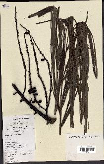 spécimen de Dypsis tsaravoasira