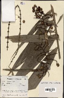 spécimen de Calamus sp.