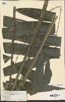 spécimen de Calamus sp.