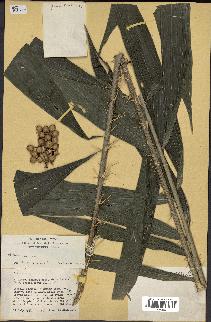 spécimen de Calamus sp.